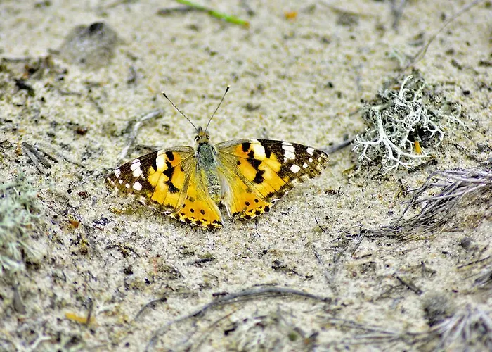 Bajkowa Plaza - Amber Appartement Gdańsk